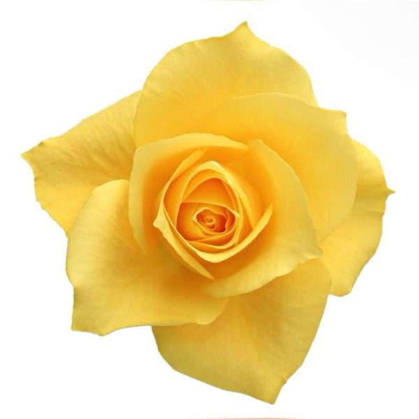 Yellow Roses day